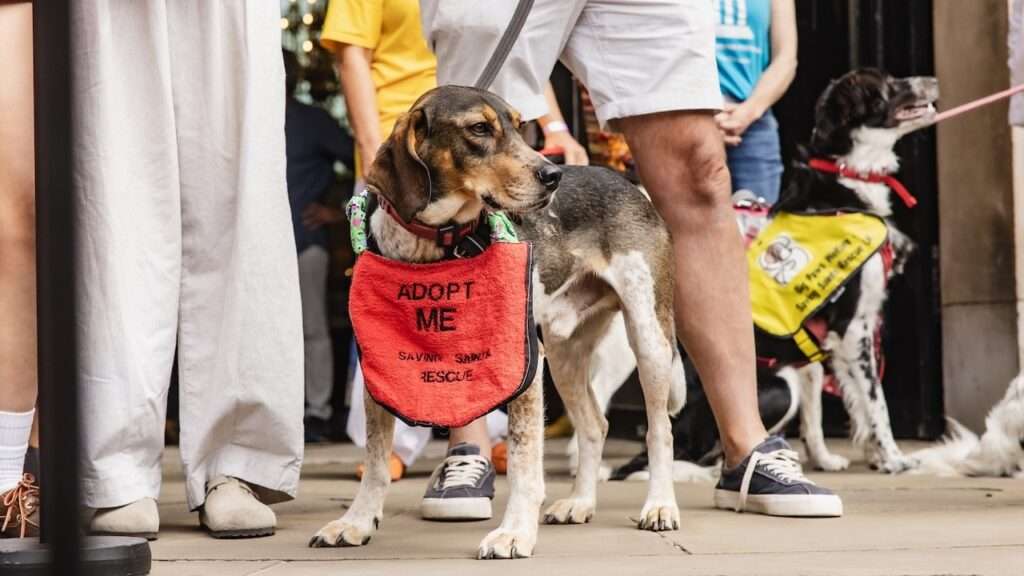 Dog at an adoption event wearing a red 'Adopt Me' banner, surrounded by people and other dogs.
